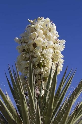 Yucca Plant in Bloom Journal