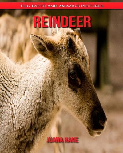 Reindeer