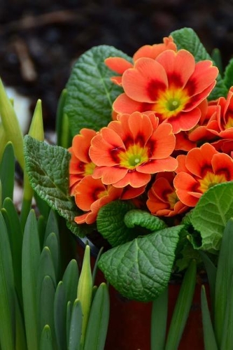 Primroses in the Garden Journal