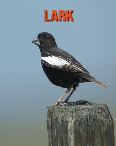 Lark