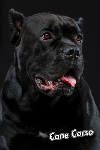 Cane Corso
