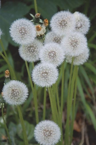 Beautiful Dandelion Weed Poofs Journal