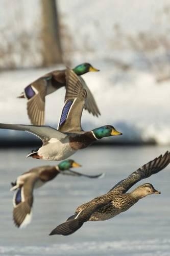Flock of Drake Mallard Ducks Flying Journal