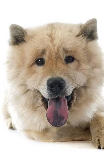 Cool Eurasier Dog Close Up Portrait Journal
