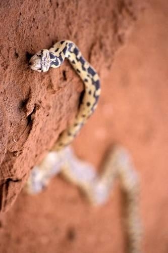 A Gopher Snake in the Utah Desert