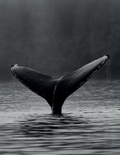 Notebook: College Ruled Composition Notebook / Whale Cover