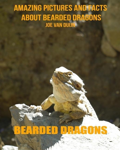 Bearded Dragons: Amazing Pictures and Facts about Bearded Dragons
