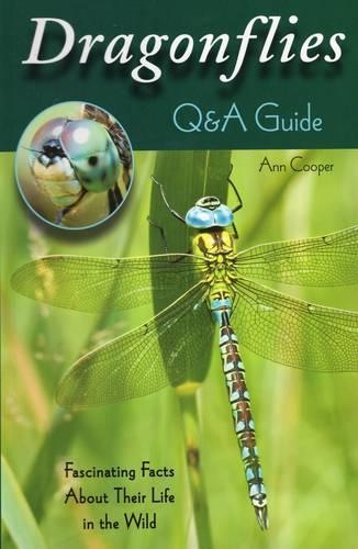 Dragonflies: Q&A Guide
