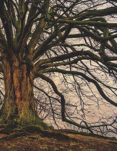 Tree Nature Wood Woodworking Deciduous Artistic Natural Dendrochronology Outdoor