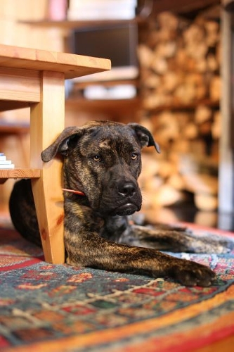 The Tibetan Mastiff Dog Journal