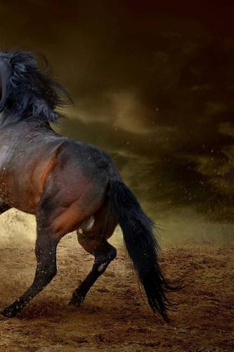 Quarter Horse Notebook