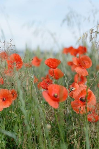 Poppies in a Field