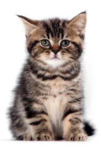 British Kitten November Notebook & Journal. Productivity Work Planner & Idea Notepad