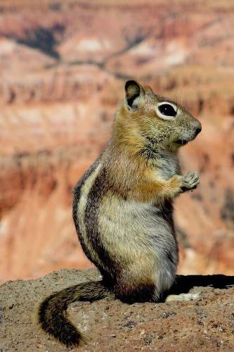 Golden Mantled Ground Squirrel in a Canyon Journal: 150 Page Lined Notebook/Diary