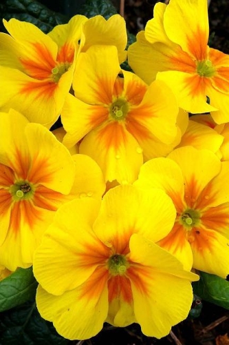 Beautiful Yellow Primroses Growing in A Spring Garden Journal