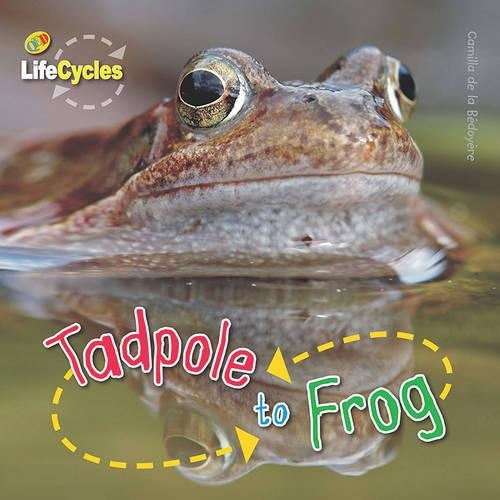 Lifecycles: Tadpole to Frog