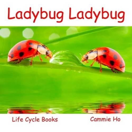 Ladybug Ladybug