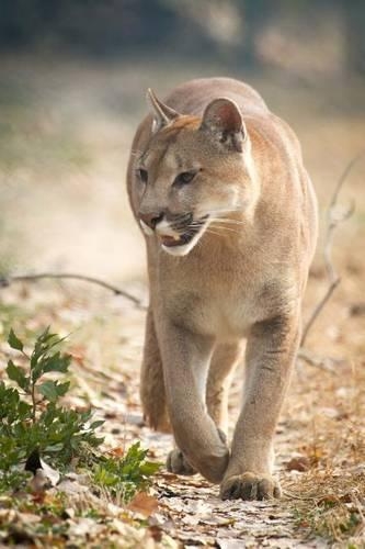 Mountain Lion Journal