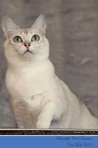 Burmilla Cat Presents