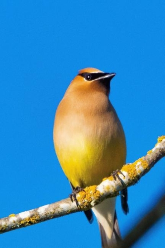 Cedar Waxwing (Bombycilla Cedrorum) Bird Journal