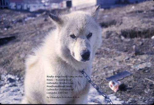 Husky dogs and Views in the Nain - Nunatsiavut, Labrador Wilderness, Newfoundland and Labrador Province of Canada 1965-66: Cover photograph: husky dog (photographs courtesy of John Penny)