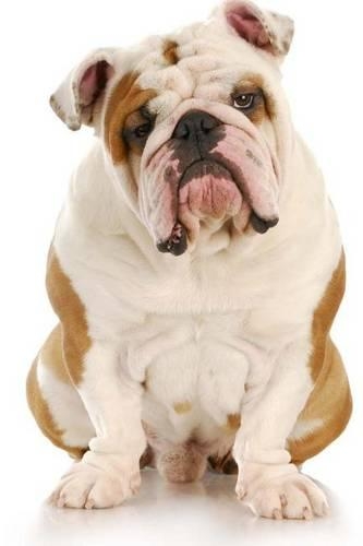 Sweet Brown and White English Bulldog Pet Journal