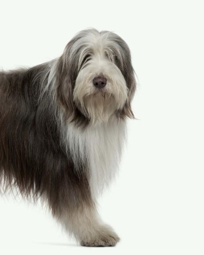 Bearded Collie