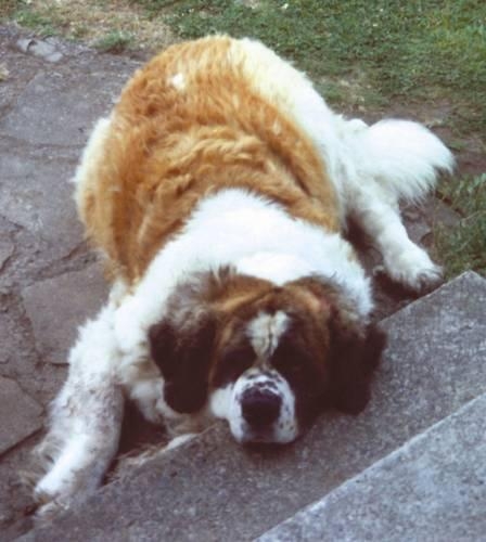 Best Looking Nose in the World: (English)