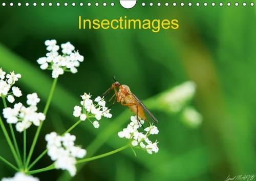 Insectimages 2016: Photographies d'insectes(Calvendo Animaux)