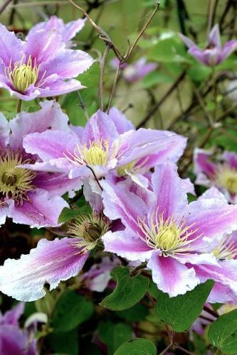 Clematis Flowers Blooming in the Garden Journal