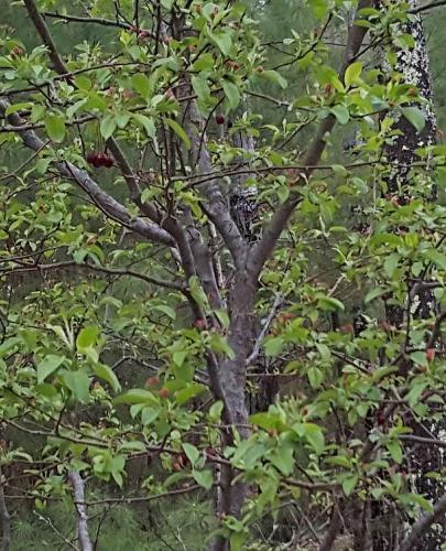 School Composition Book Trees First Spring Leaves Woods