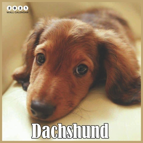 Dachshund 2021 Wall Calendar