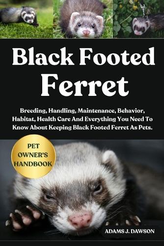 Black Footed Ferret