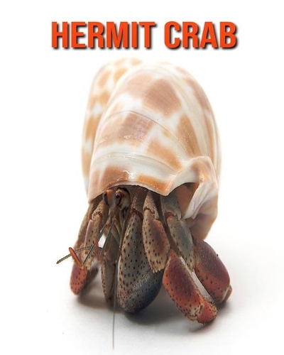 Hermit Crab: Amazing Facts about Hermit Crab