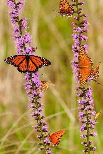 Monarch Butterflies with Purple Flowers Journal