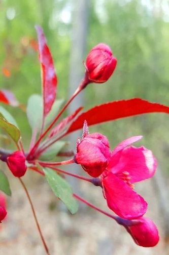 Springtime 2019 Daily Planner Pink Floral Buds 384 Pages