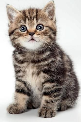 British Kitten January Notebook & Journal. Productivity Work Planner & Idea Notepad