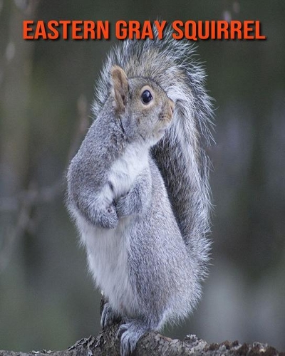 Eastern Gray Squirrel: Amazing Facts about Eastern Gray Squirrel