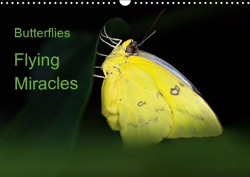 Butterflies, flying miracles 2019: Portrait of twelve unique, beautyful butterflies from Africa, Asia and South America(Calvendo Animals)