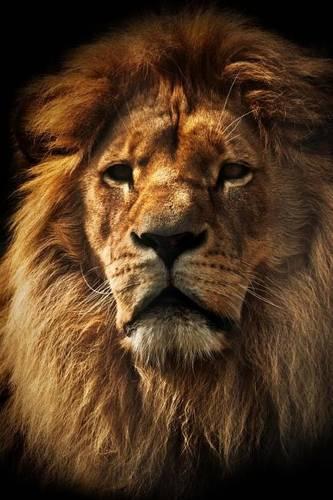 Lion with a Rich Mane Journal: 150 page lined notebook/diary