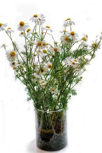 A Pretty Country-Style Bouquet of Chamomile Flowers in a Glass Journal