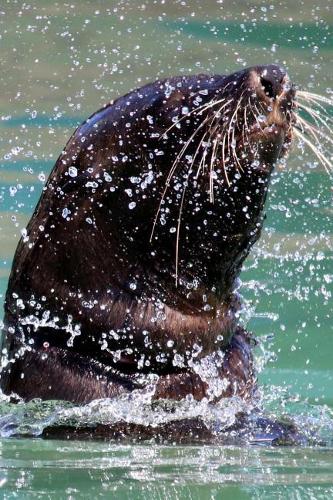 Happy Seal Splashing in the Water Journal