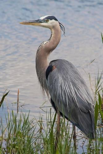 Great Blue Heron Journal