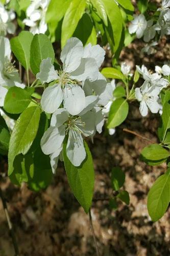 2019 Daily Planner Springtime Flowering Trees Branches Pretty 384 Pages