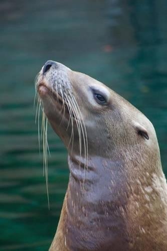Portrait of a Sea Lion Journal