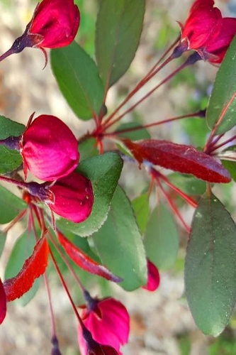 Springtime 2019 Daily Planner Pink Flowering Tree Buds 384 Pages