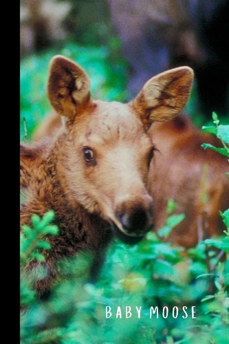 Baby Moose