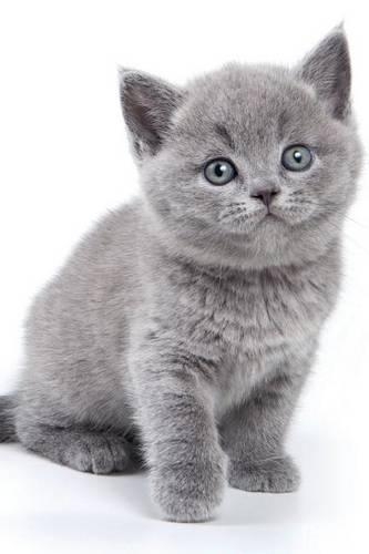 British Kitten February Notebook & Journal. Productivity Work Planner & Idea Notepad