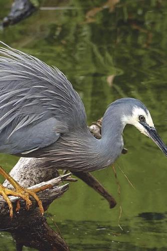 White Face Heron Fishing at the Stream Journal