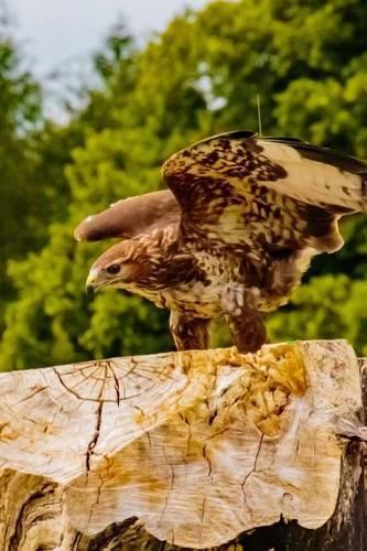African Fish Eagle Perched on a Log